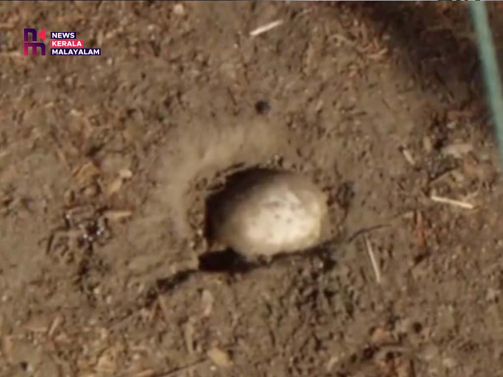 ‘എഗ്ഗ് ഹണ്ടിങ്ങിനിടെ തലയോട്ടി കണ്ടു ‘; ഈസ്റ്റർ ആഘോഷത്തിനിടെ നടുങ്ങി കാലിഫോർണിയയിലെ കുടുംബം