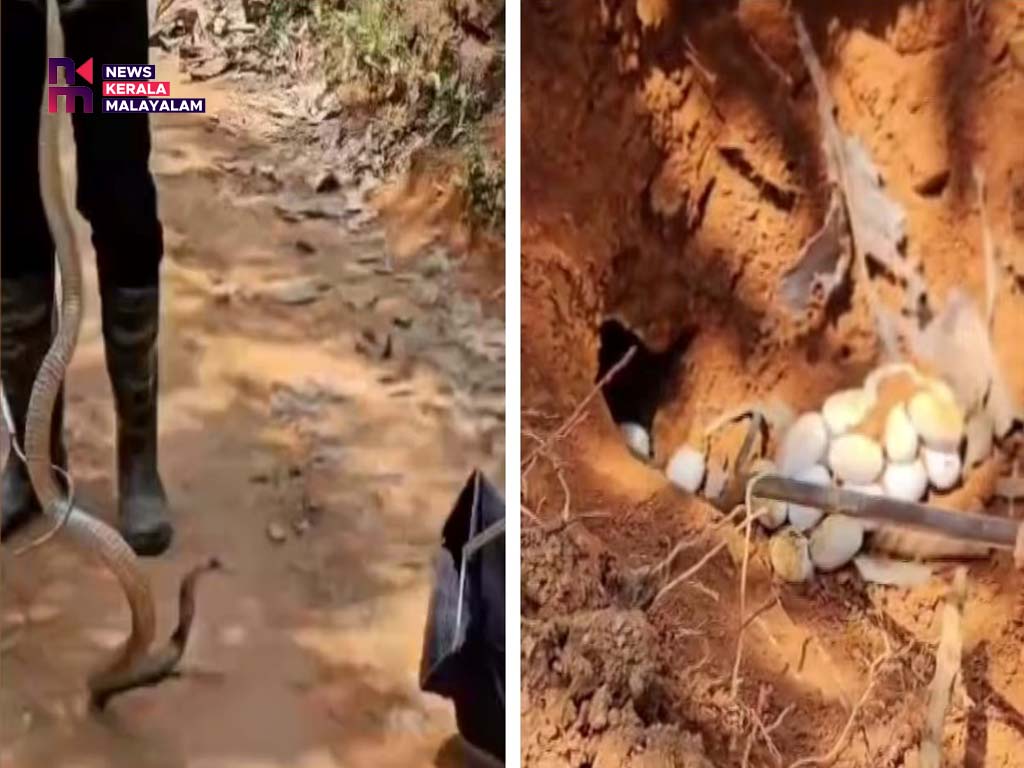 പെരുമ്പാവൂരിൽ പറമ്പിലെ മാളത്തിൽ മൂർഖൻ പാമ്പിനെയും ഇരുപതോളം മുട്ടകളും കണ്ടെത്തി