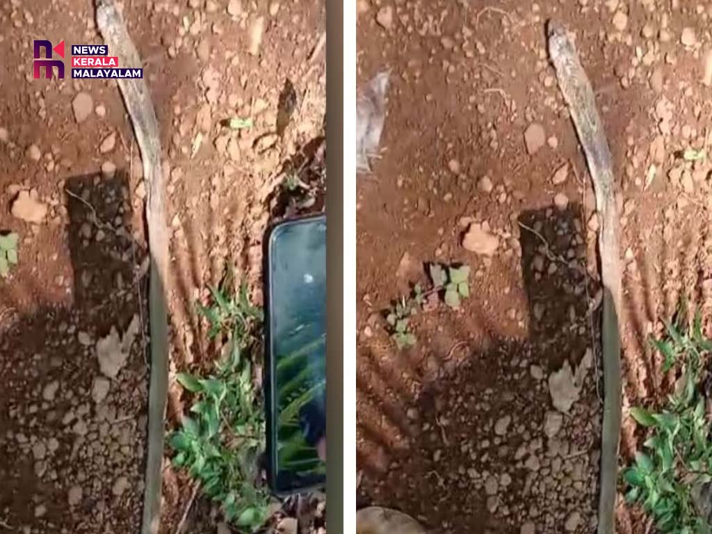 മൂർഖൻ പാമ്പിനെ വീട്ടുമുറ്റത്ത് ചത്തനിലയിൽ കണ്ടെത്തി