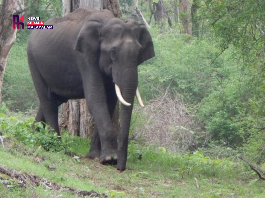 കരുവാരക്കുണ്ടില്‍ കാട്ടാന ആക്രമണം; ടാപ്പിംഗ് തൊഴിലാളിക്ക് ദാരുണാന്ത്യം