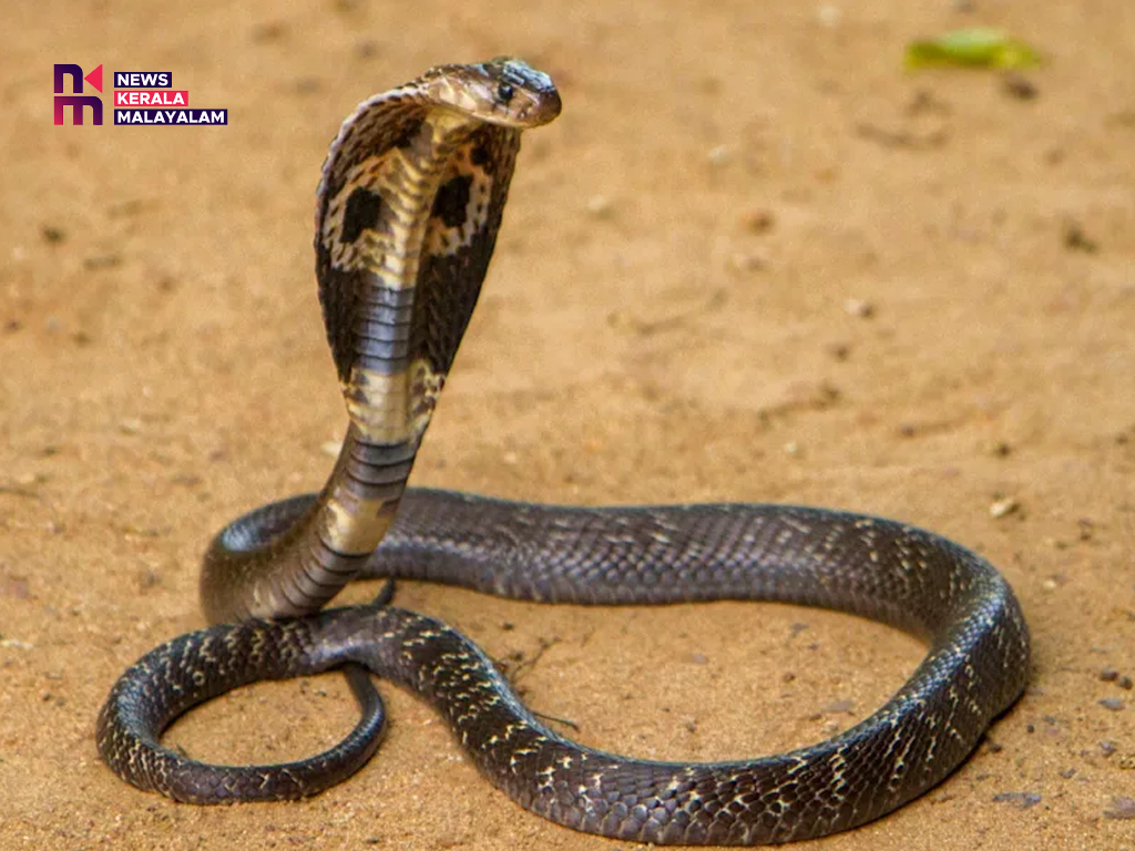 തുടര്‍ച്ചയായി ആറാം തവണ; ഇടുക്കിയിൽ തൊഴിലാളിക്ക് വീണ്ടും പാമ്പ് കടിയേറ്റു