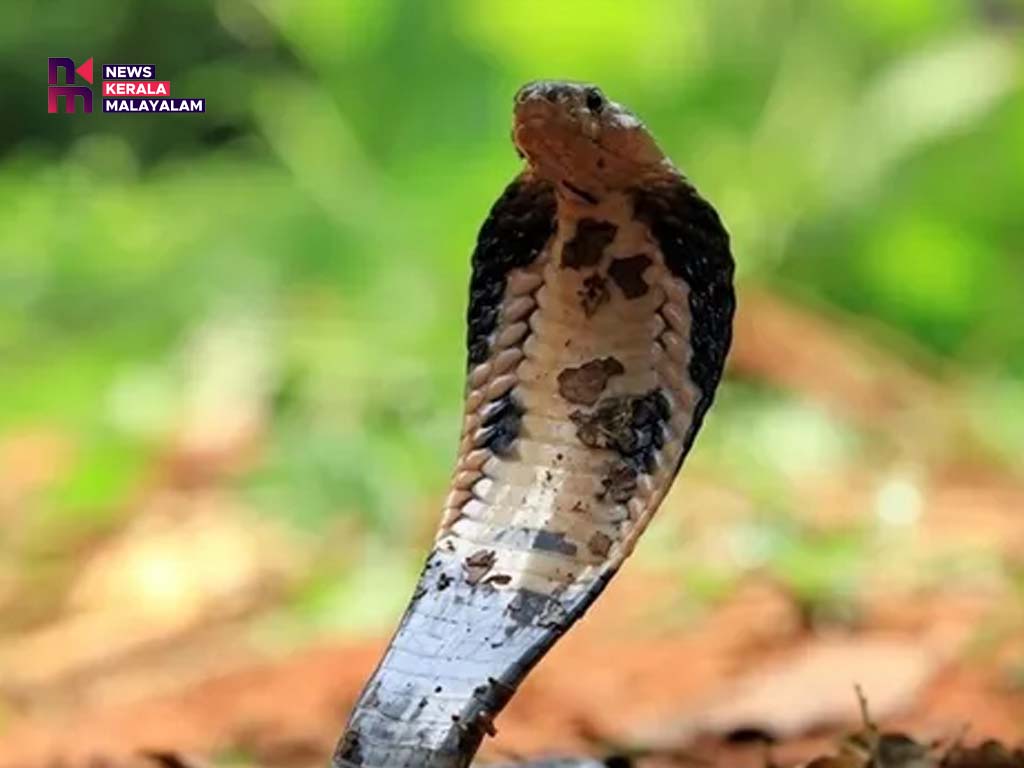 ആന്റിവെനം സൗകര്യം PHCകളിലേക്കും; പ്രത്യേക പദ്ധതി