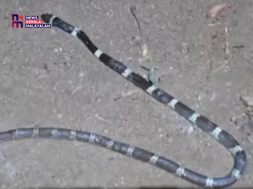 തൃശ്ശൂരില്‍ രണ്ടര വയസുകാരന് പാമ്പുകടിയേറ്റു