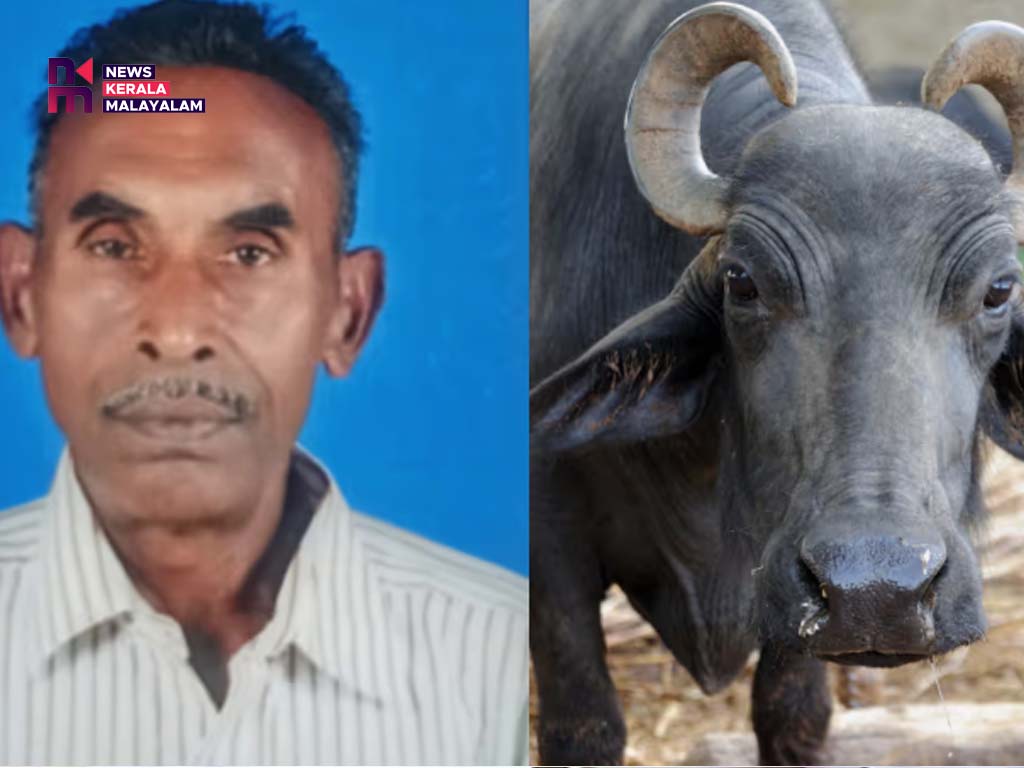 കളമശ്ശേരിയിൽ പാടത്ത് നിന്നും കെട്ടഴിഞ്ഞ് വന്ന പോത്ത് ആക്രമിച്ചു; 73കാരന് ദാരുണാന്ത്യം