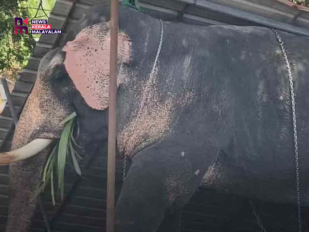 കൂടല്‍മാണിക്യം ക്ഷേത്രത്തില്‍ ഉത്സവത്തിന് എത്തിച്ച ആന ഇടഞ്ഞ് പാപ്പാനെ ചവിട്ടിക്കൊന്നു