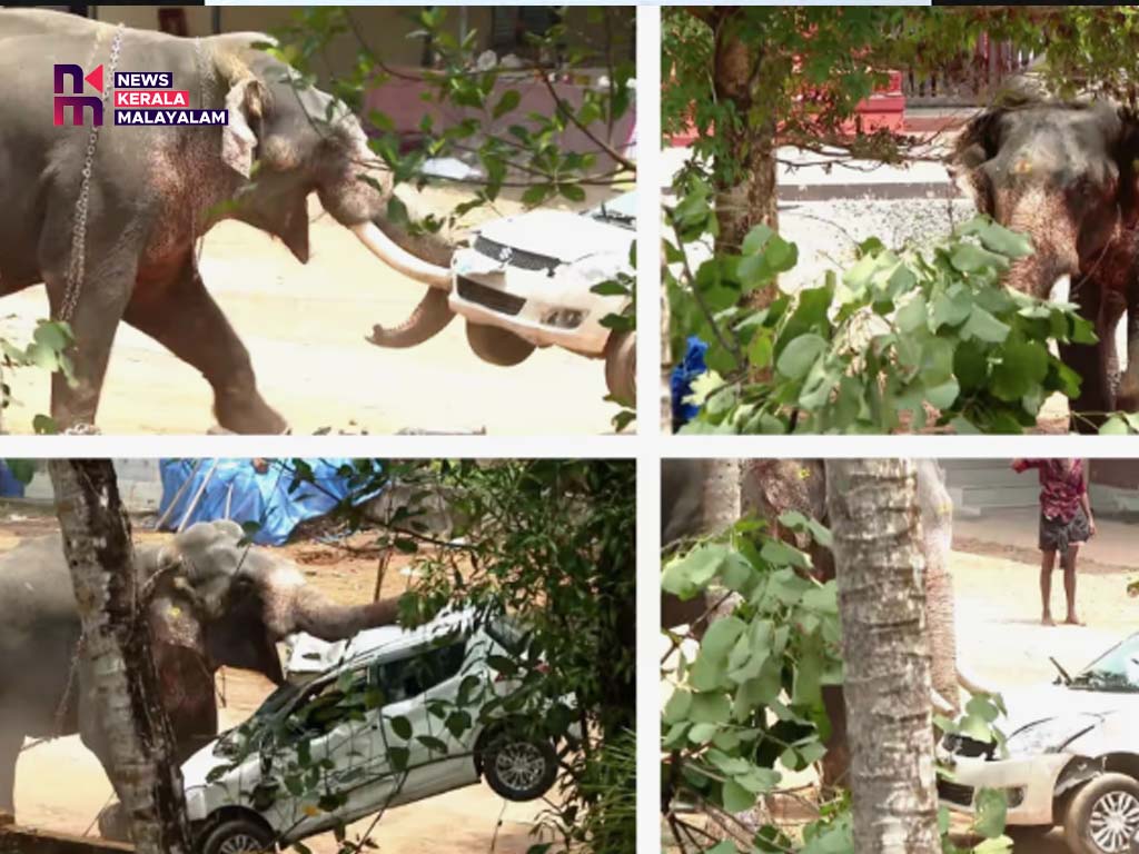 അങ്കമാലിയിൽ ഇടഞ്ഞ കൊമ്പനെ മയക്കുവെടി വെച്ചു
