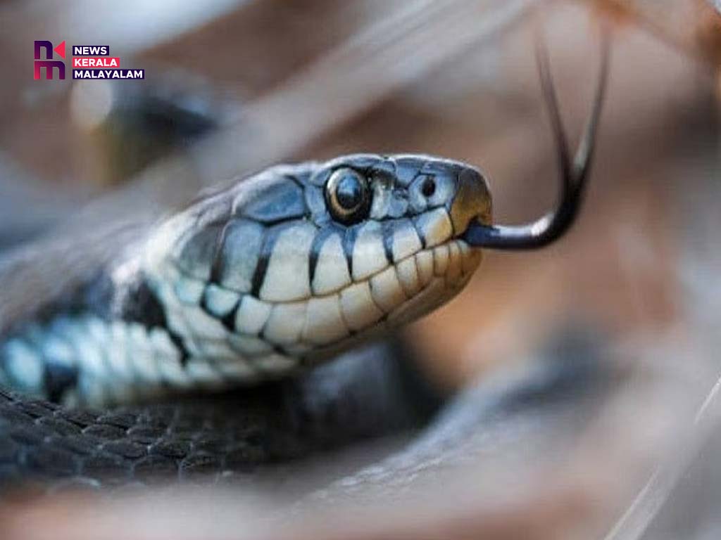 അടുക്കളയിൽ പാമ്പ് ; പിടികൂടിയത് അഞ്ച് അടിയോളം നീളമുള്ള മൂർഖനെ