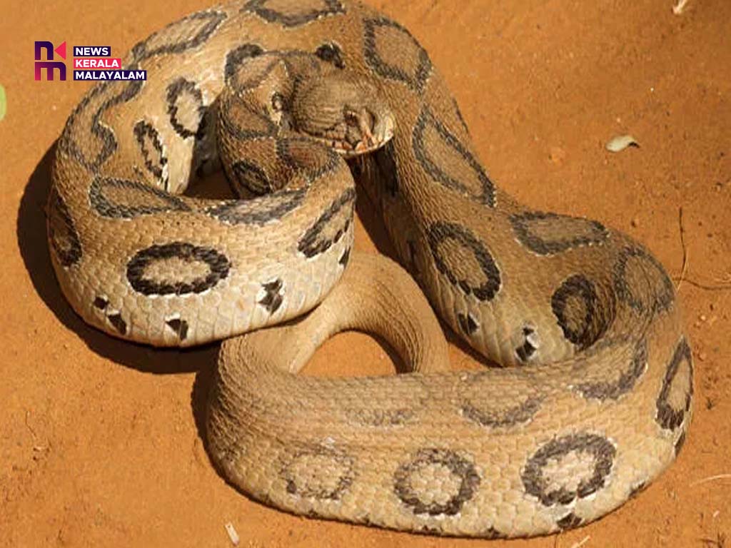 വിതുര താലൂക്ക് ആശുപതിയിൽ നിന്ന് അണലിയെ പിടികൂടി