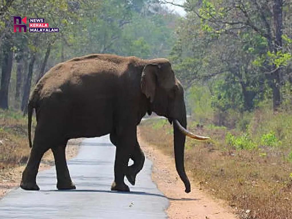 ജ്യോതികുമാർ ചാമക്കാലക്കും സംഘത്തിനും മുൻപിൽ കാട്ടാന; ഓടിച്ചുവിട്ട് സംഘം