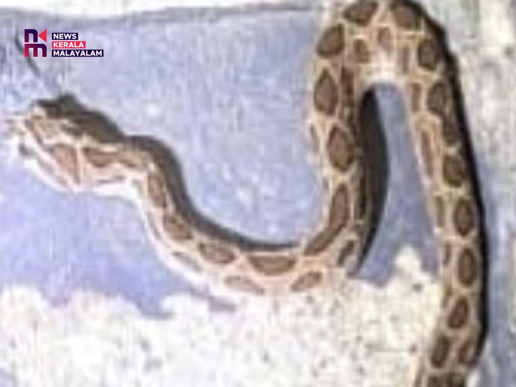 മാന്നാറിൽ വയോധികയ്ക്കു പാമ്പുകടിയേറ്റു
