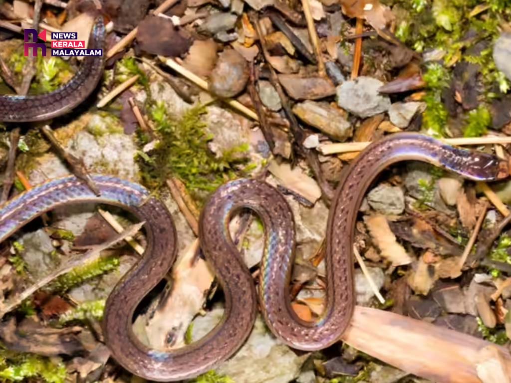 കാക്കനാട് വീട്ടുമുറ്റത്ത് അഞ്ച് പാമ്പുകളെ കണ്ടെത്തി