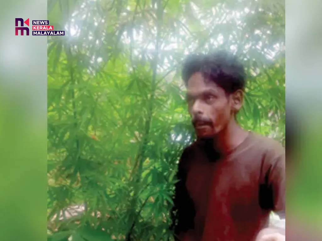 വീട്ടുവളപ്പിലെ കൃഷിക്കിടയിൽ കഞ്ചാവ് ചെടികൾ, യുവാവ് അറസ്റ്റിൽ