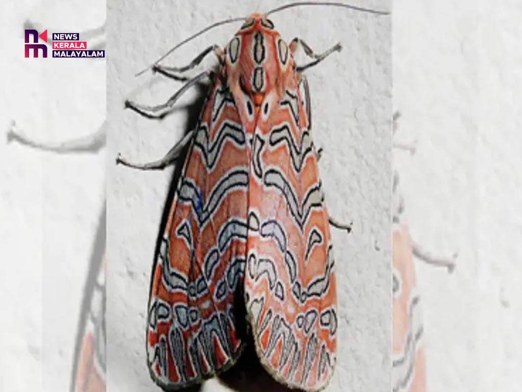 നിശാശലഭങ്ങളുടെ ലോകത്തേക്ക് ‘ചന്ദനത്തോഴി’